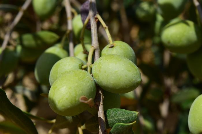 Olive Days - Punat