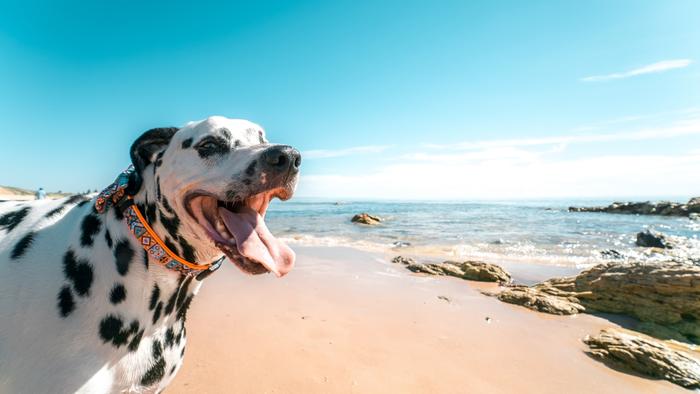 Top 5 dog beaches in Croatia