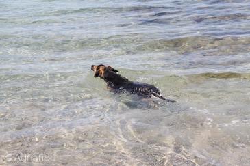 Plaže za kućne ljubimce