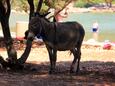 Sali sull'isola Dugi otok (Dalmazia Settentrionale)