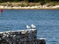 Verunić auf der Insel  Dugi otok (Norddalmatien)