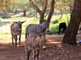 Jaz - Telašćica na ostrove Dugi otok (Severná Dalmácia)