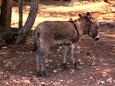 Jaz - Telašćica na ostrově Dugi otok (Severní Dalmácie)