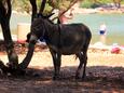 Jaz - Telašćica na ostrově Dugi otok (Severní Dalmácie)