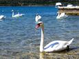 Pirovac dans la côte Šibenik (Dalmatie du nord)