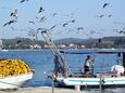 Rovinj na rivieri Rovinj (Istra)