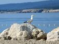 Crikvenica dans la côte Crikvenica (Quarner)