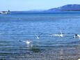 Susak на острове Lošinj (Кварнер)