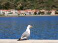 Susak на острове Lošinj (Кварнер)