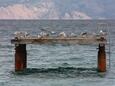 Baška на острове Krk (Кварнер)
