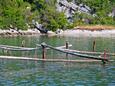 Žuronja in riviera Pelješac (South Dalmatia)