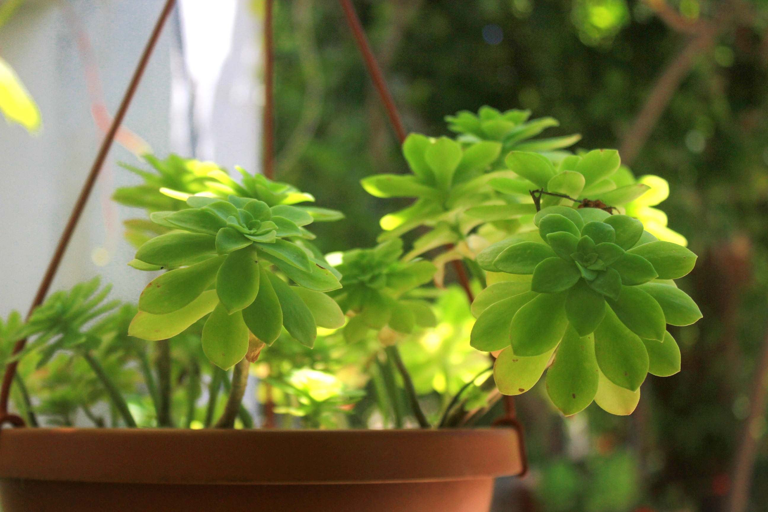Komforna kuća s terasom i pogledom na more Orebić, Pelješac  K