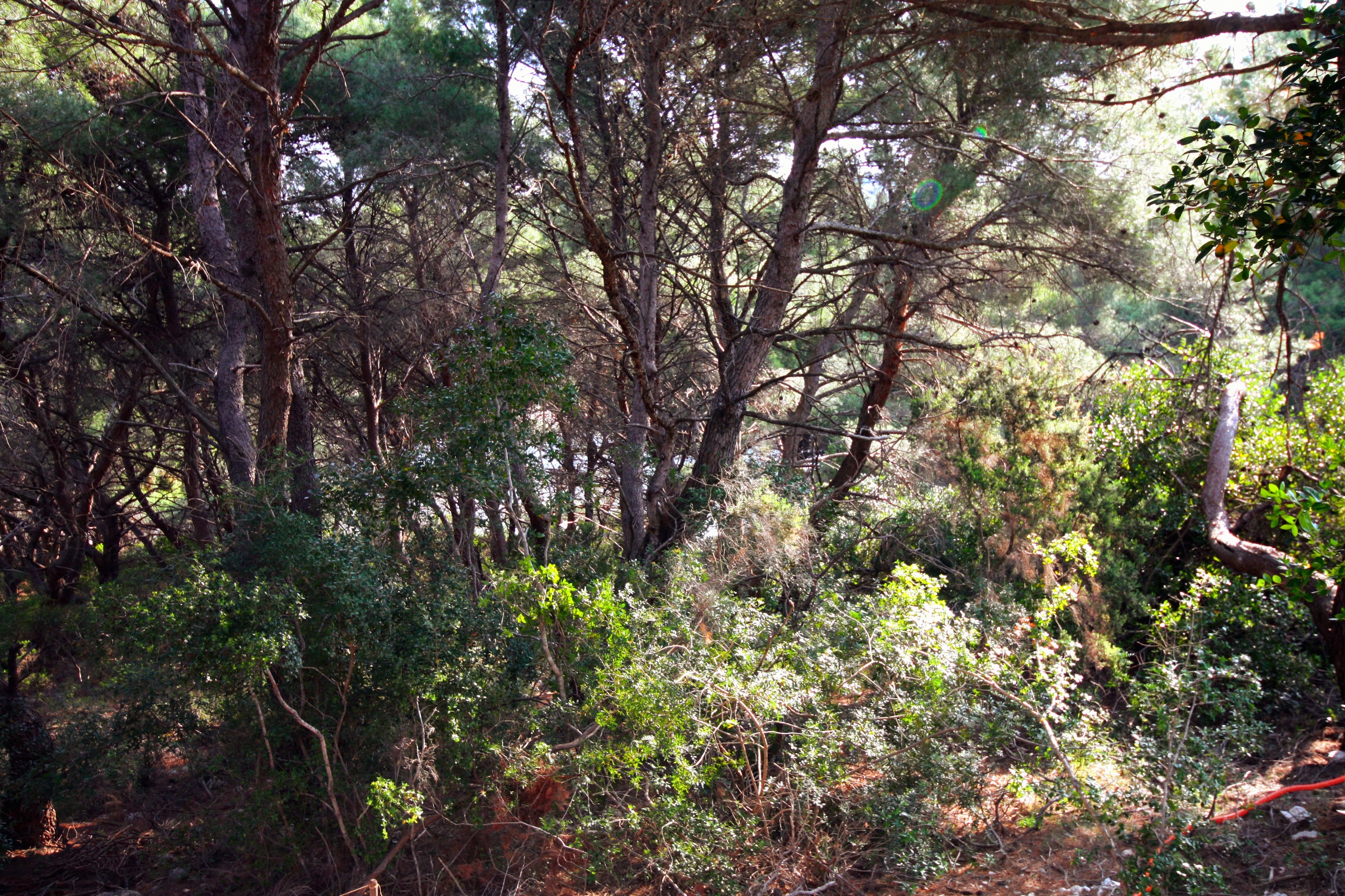 One bedroom apartment with terrace Cove Blaca, Mljet  A-b