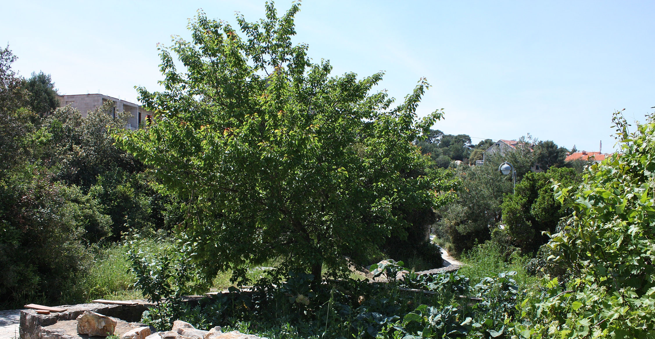 Top Mljet Pomena Top Mljet Pomena