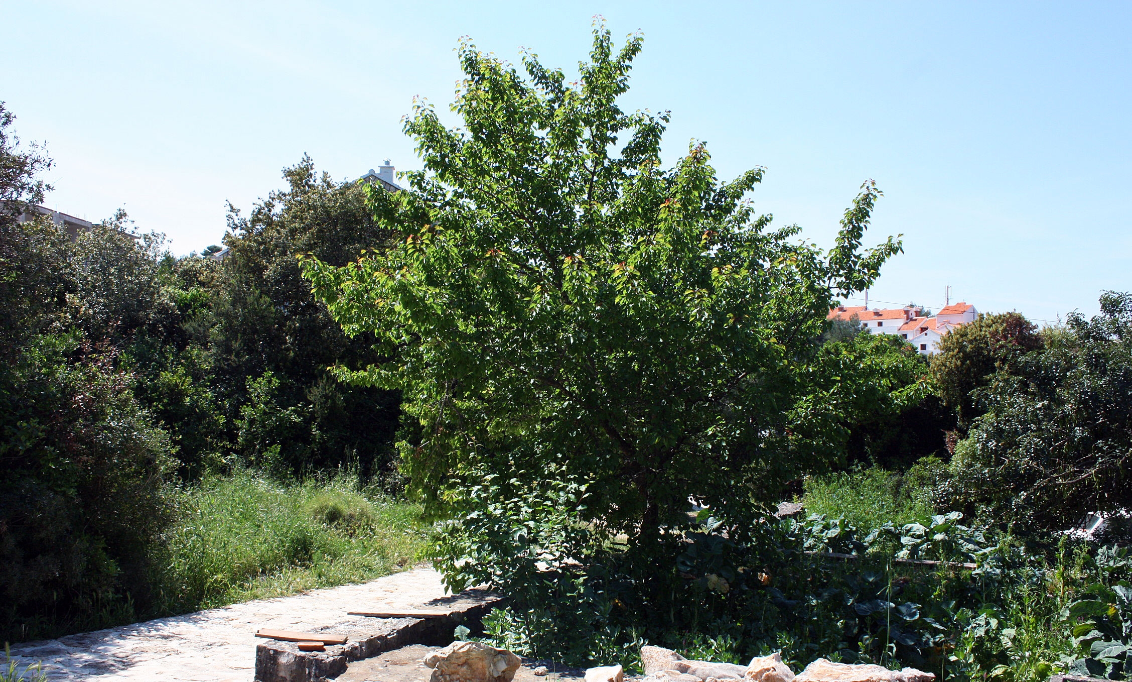 One bedroom apartment near beach Pomena, Mljet  A-b
