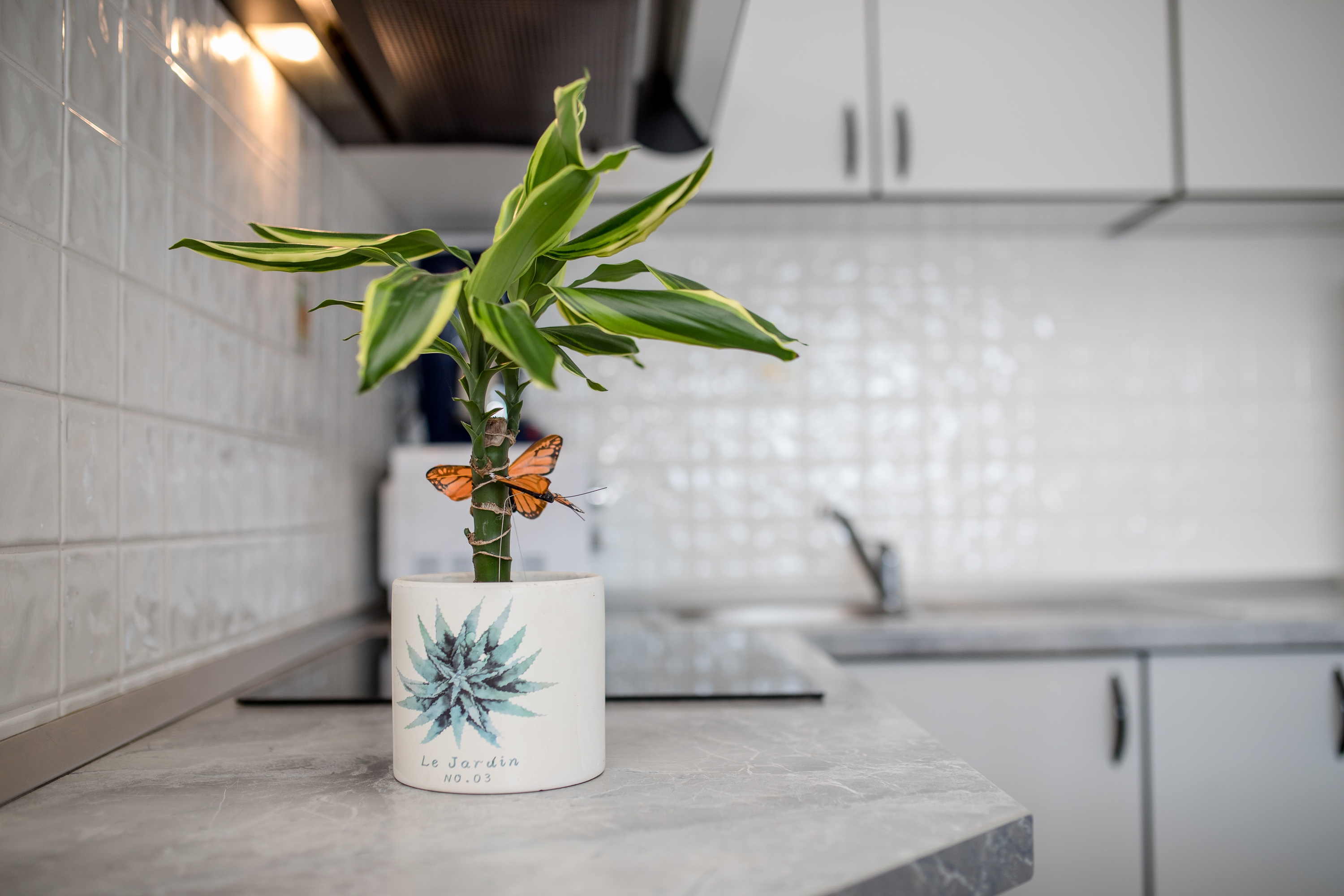 Top Rab Supetarska Draga - Gornja Top Rab Supetarska Draga - Gornja