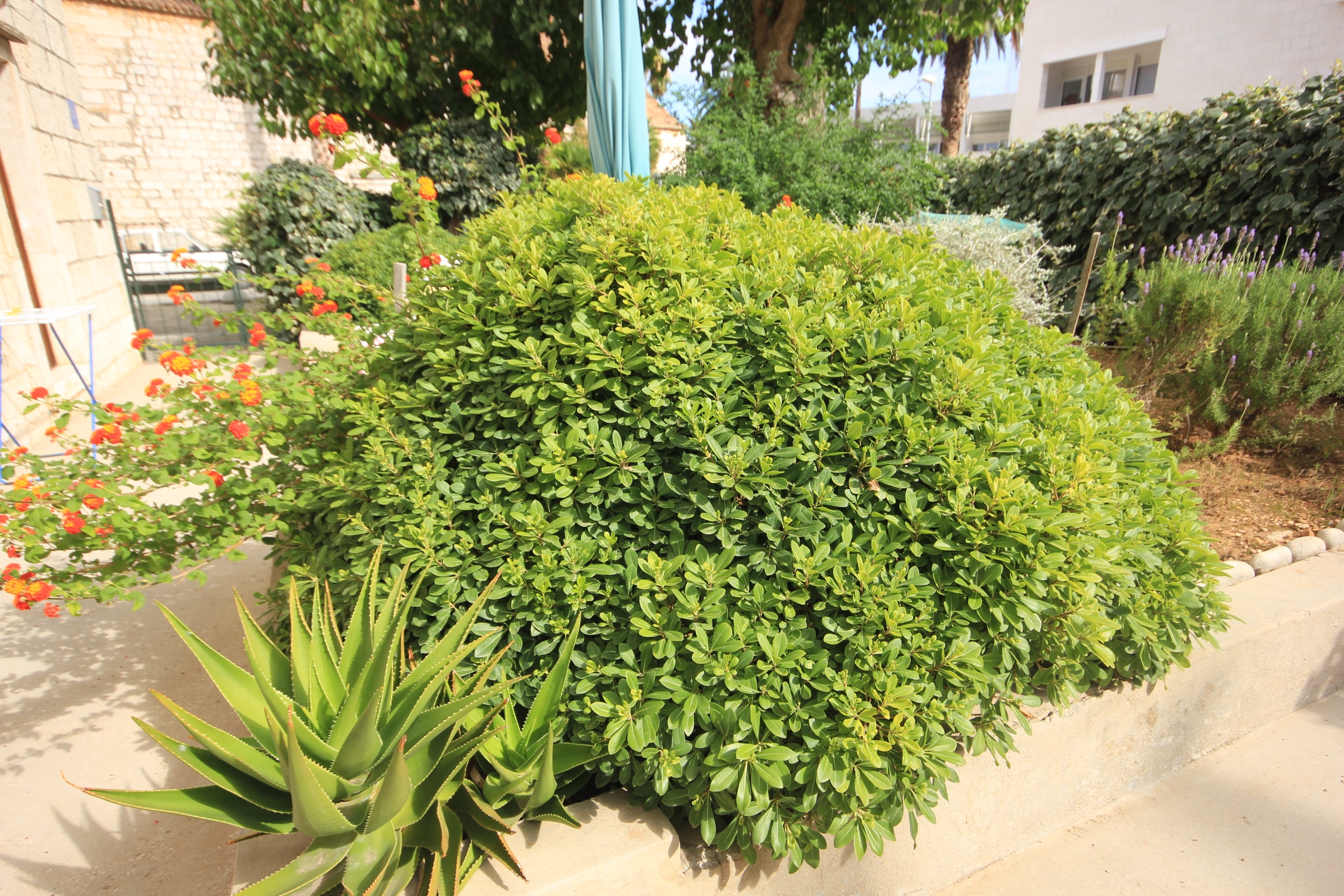 Studio flat with balcony Vis (AS-1170-c)