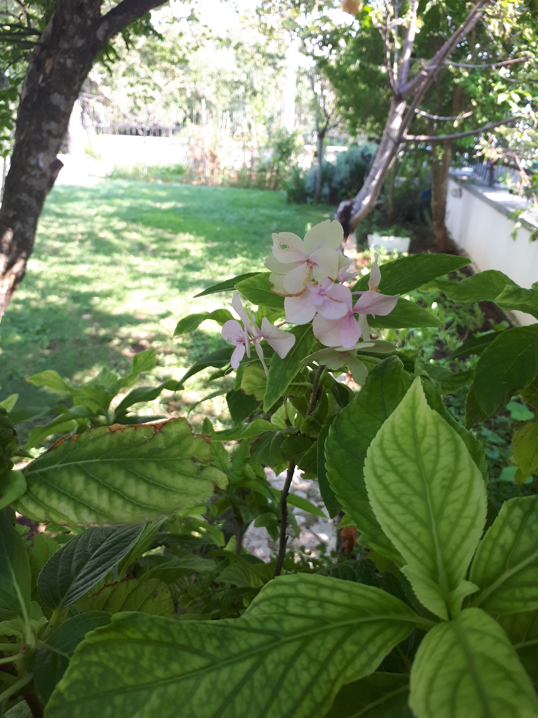 Two bedroom apartment with terrace Starigrad, Paklenica  A-a