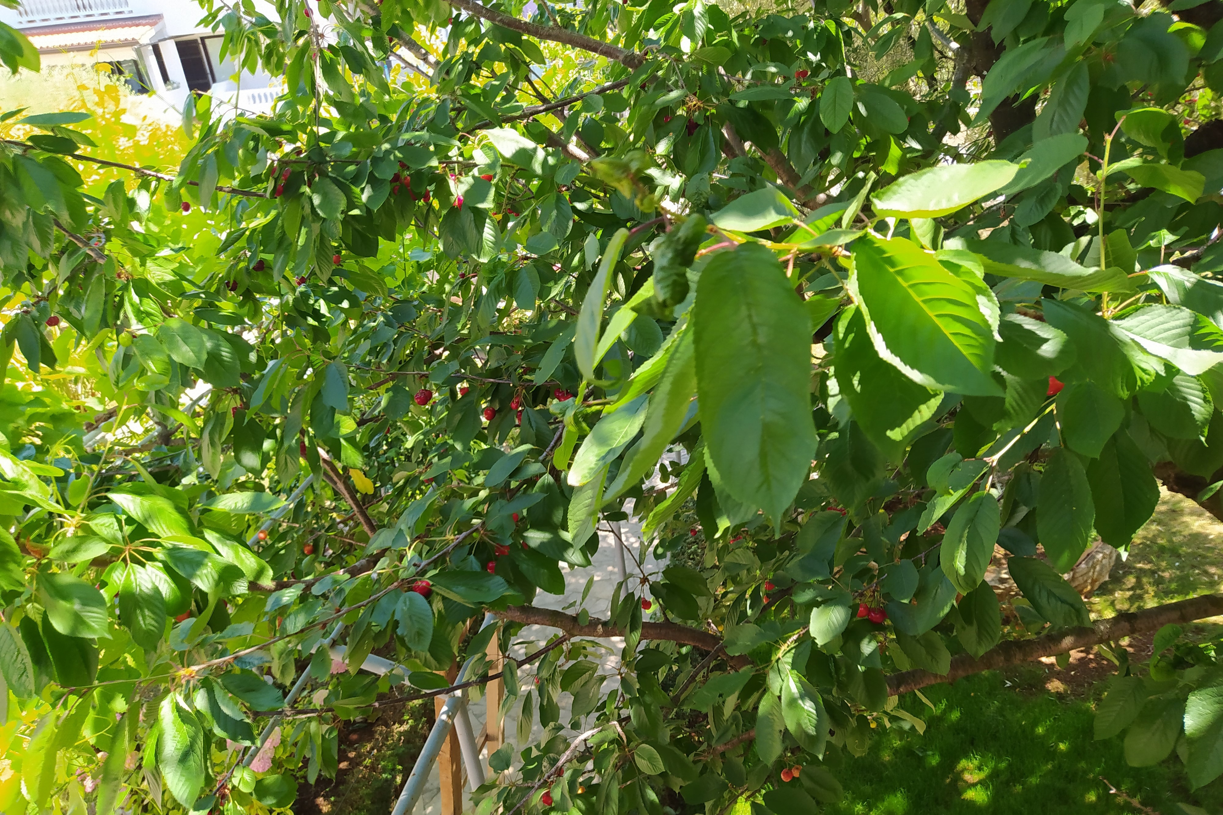 Top Fažana Top Fažana