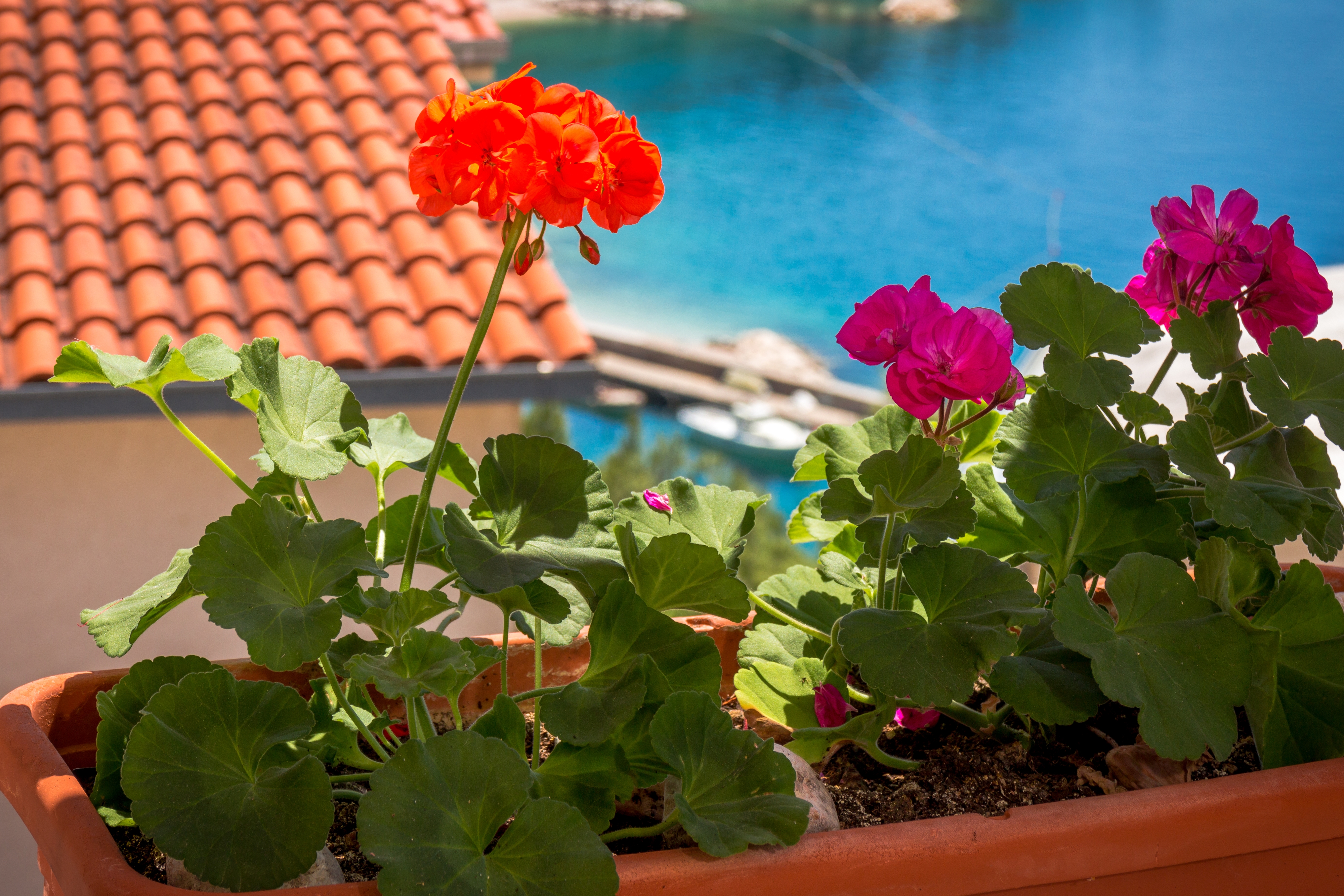 Top Makarska Brela Top Makarska Brela