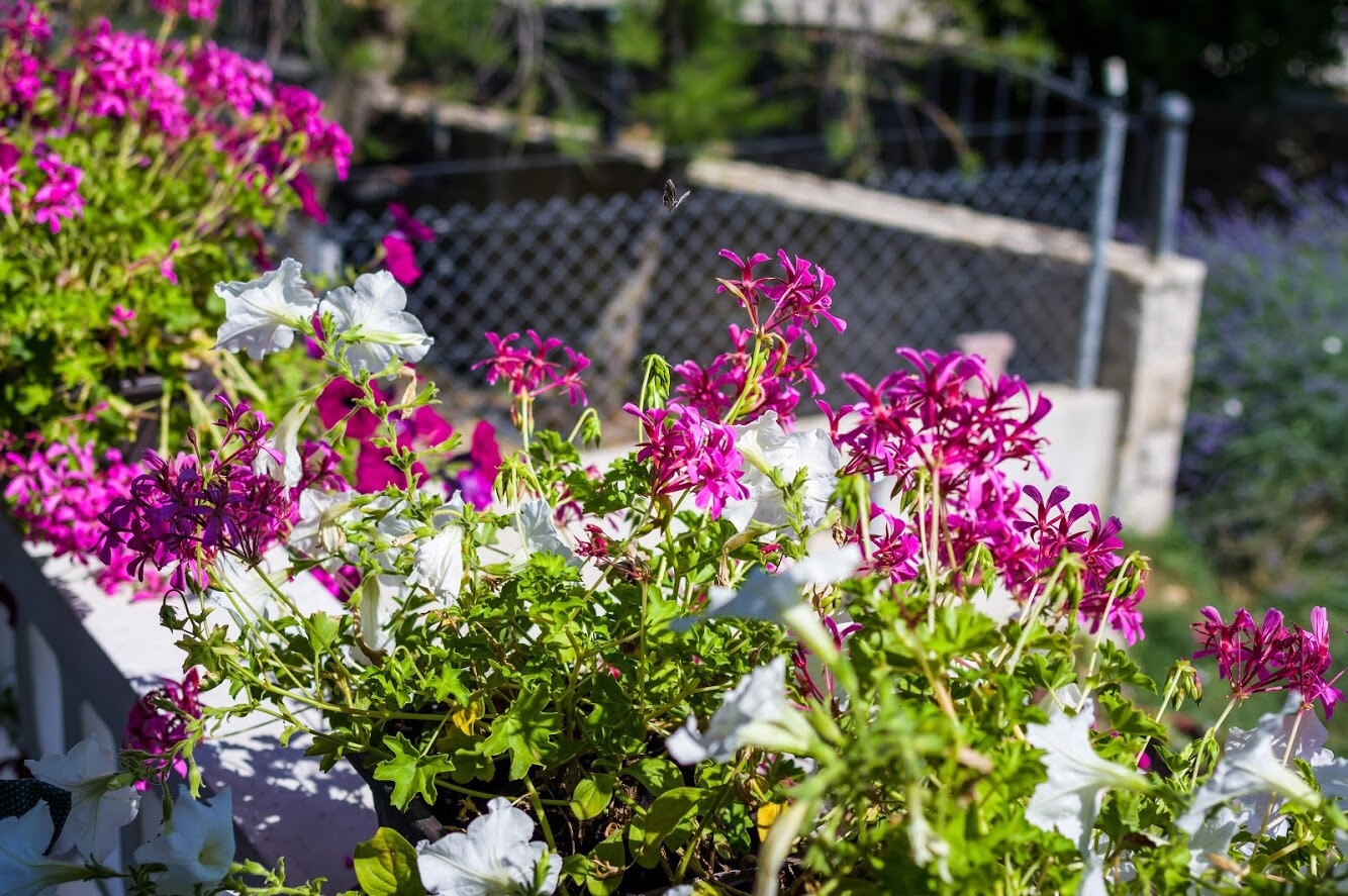 One bedroom apartment with terrace Zaton, Zadar (A-15000-b)