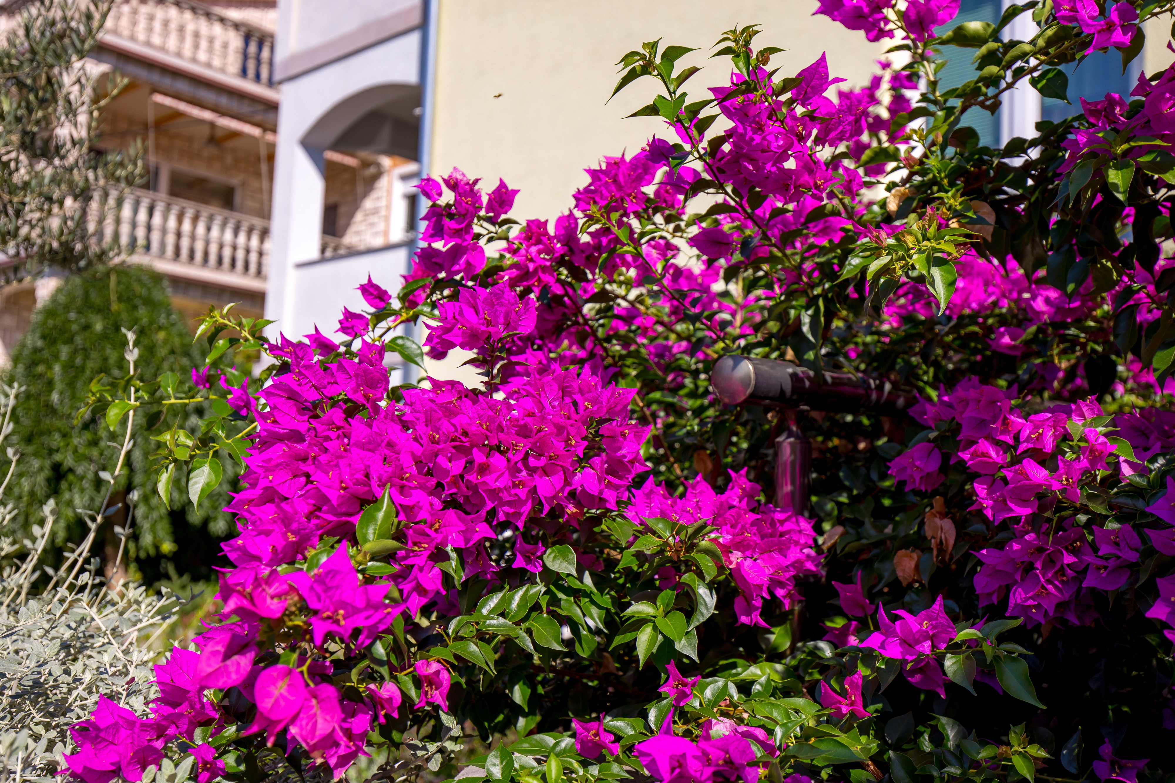 Soba Kraljevica  S-a