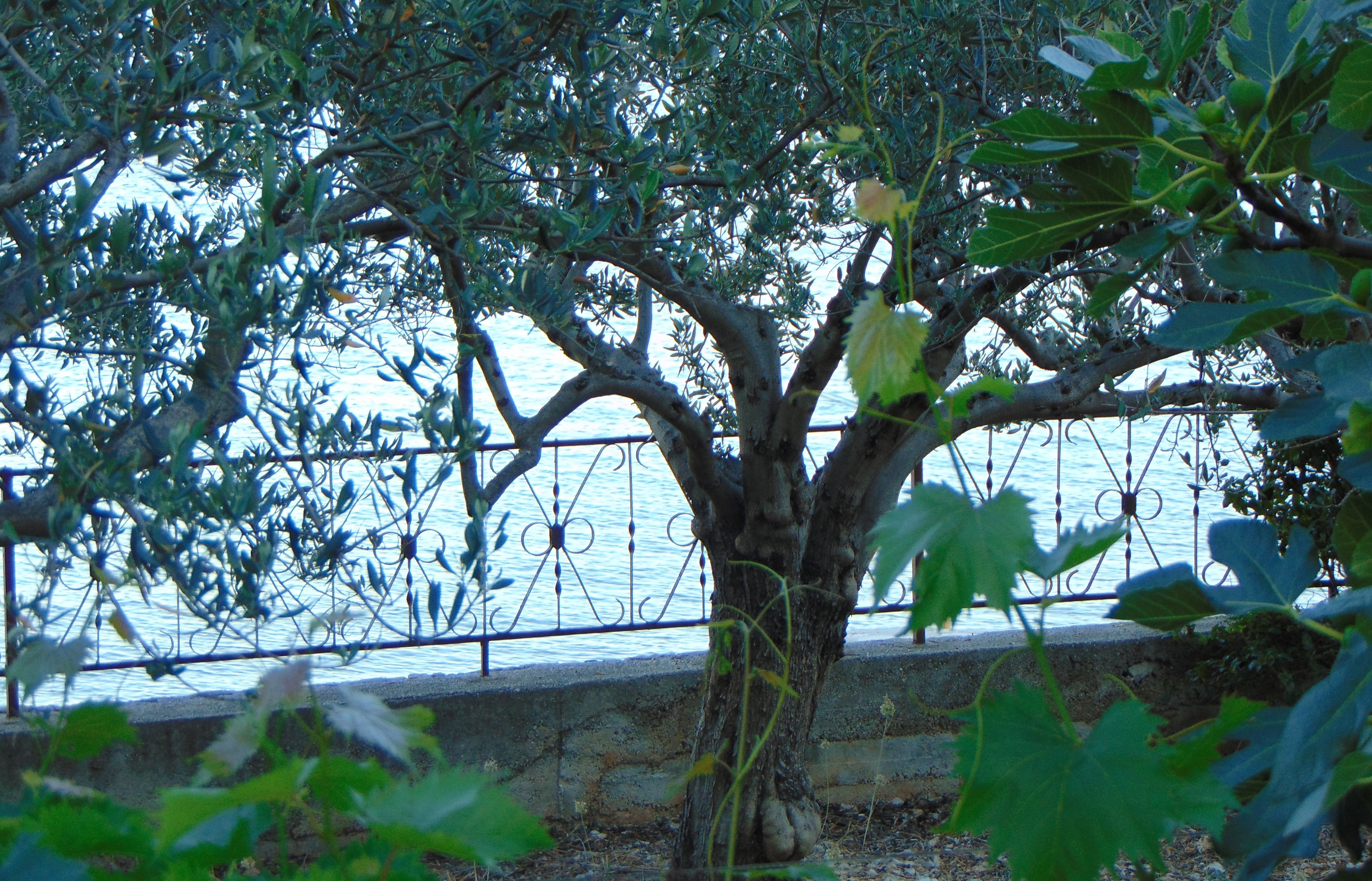 Two bedroom apartment near beach Seget Donji, Trogir (A-19351-b)