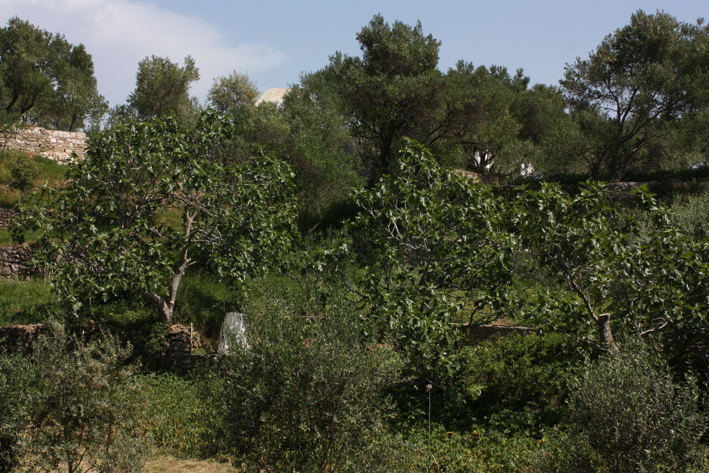 One bedroom apartment near beach Supetarska Draga - Donja, Rab  A-c