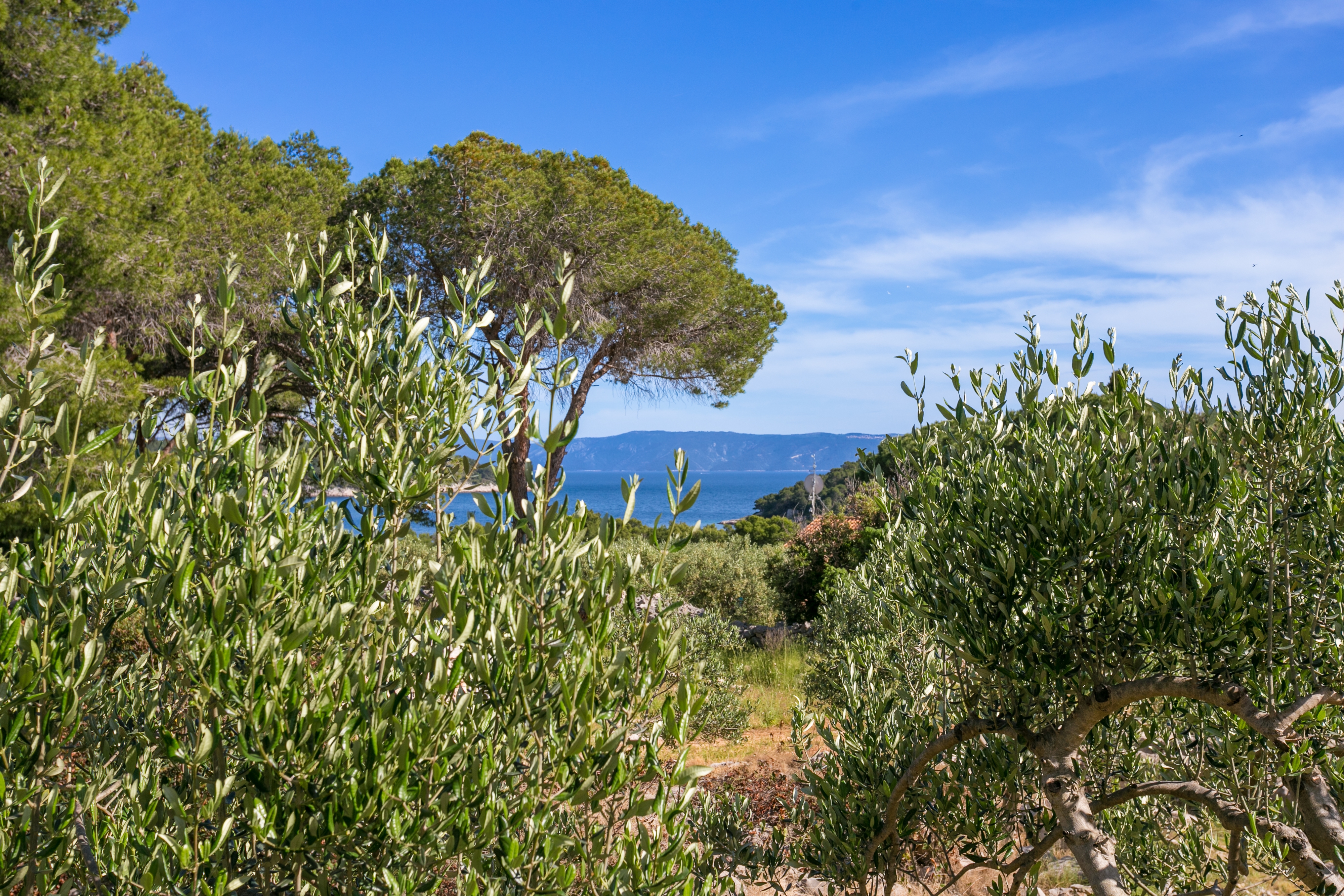 Top Brač Smrčeva Top Brač Smrčeva