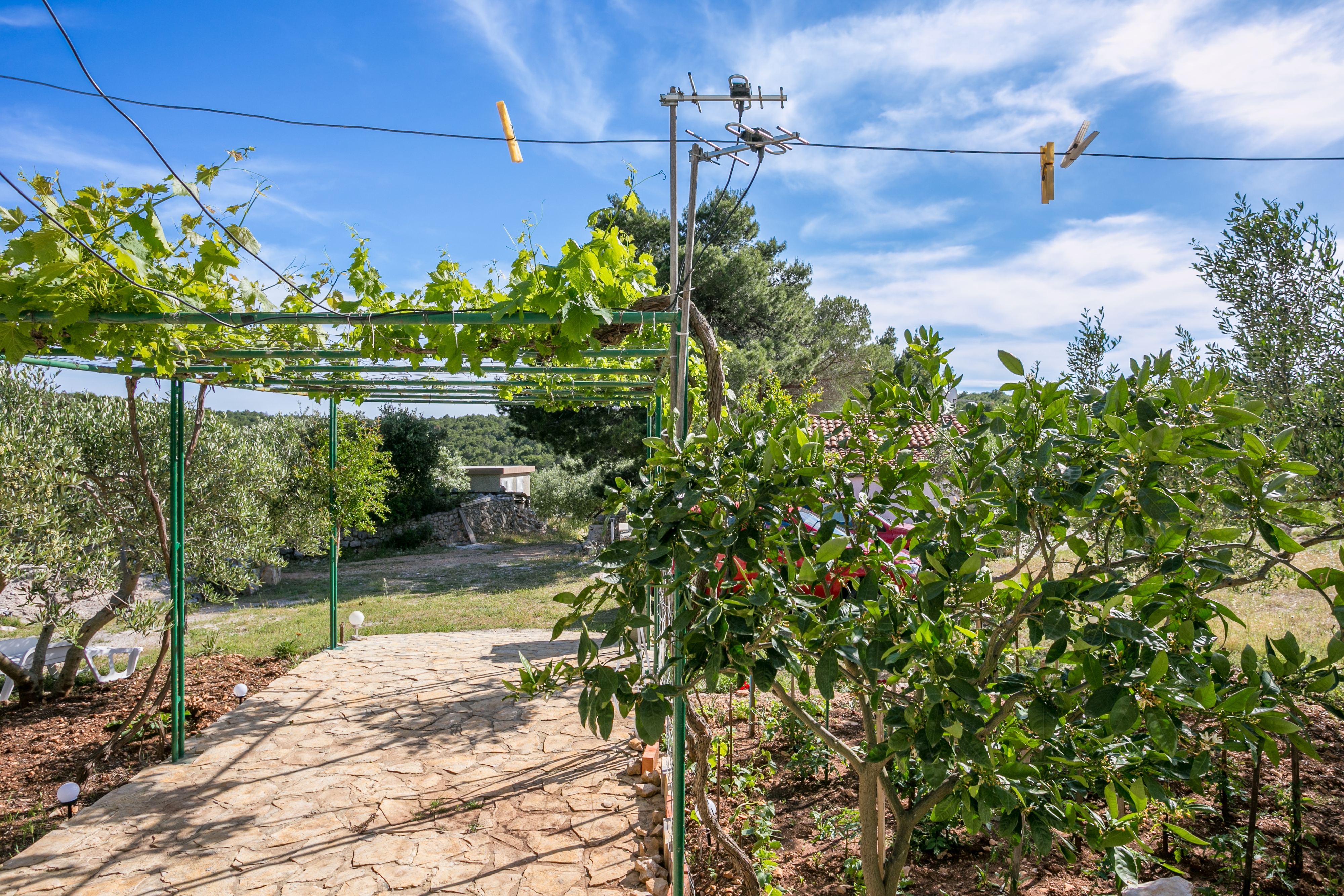 Top Brač Smrčeva Top Brač Smrčeva