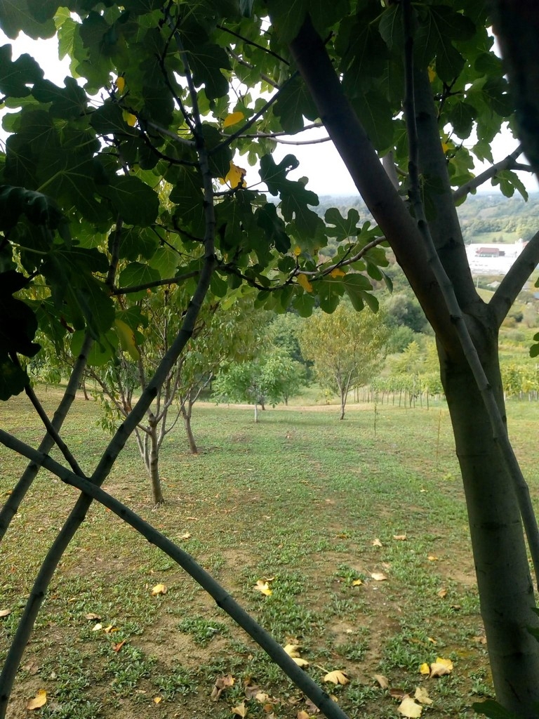 Two bedroom house with terrace Jastrebarsko, Prigorje  K