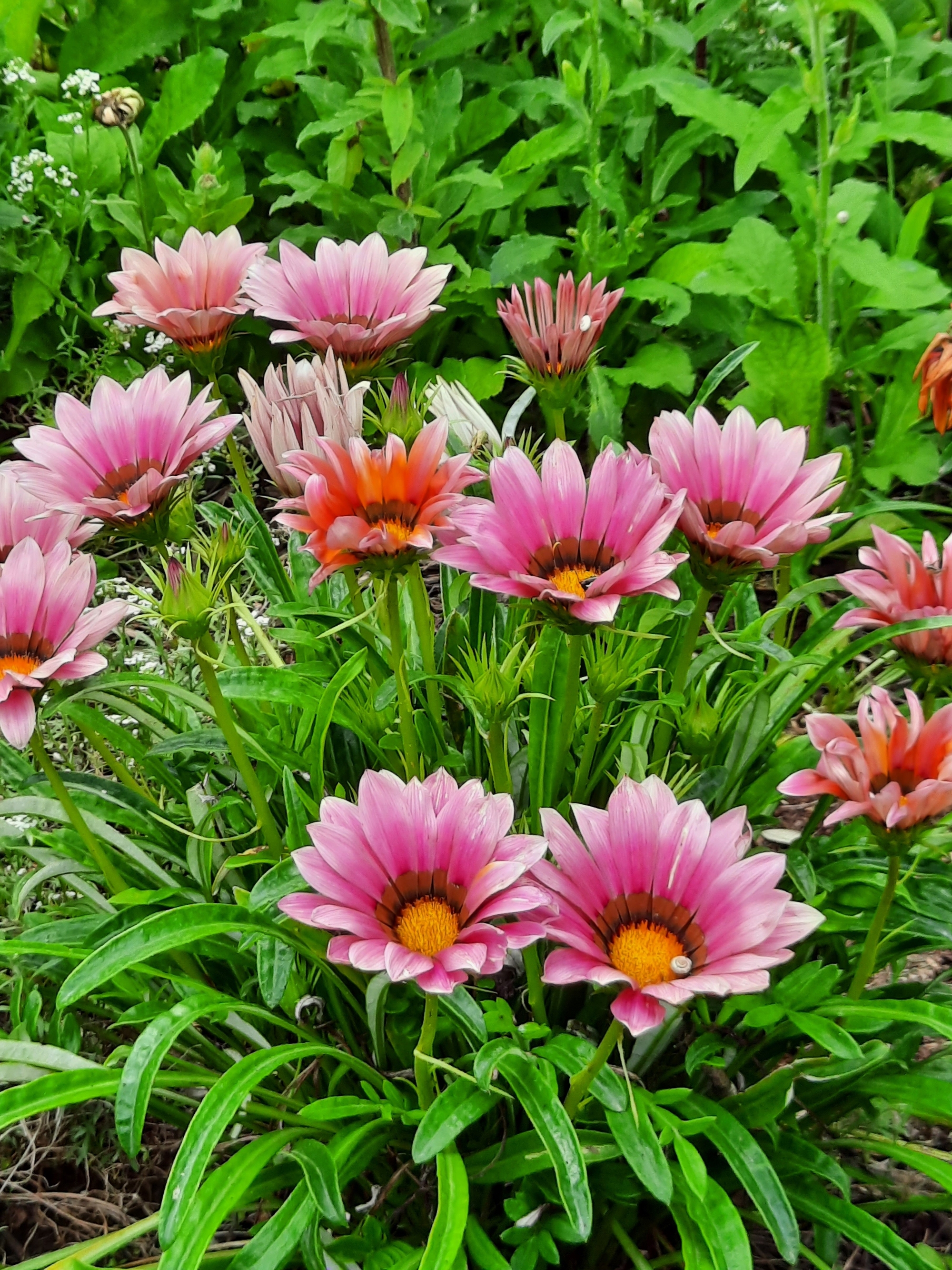 Top Pelješac Luka Dubrava Top Pelješac Luka Dubrava