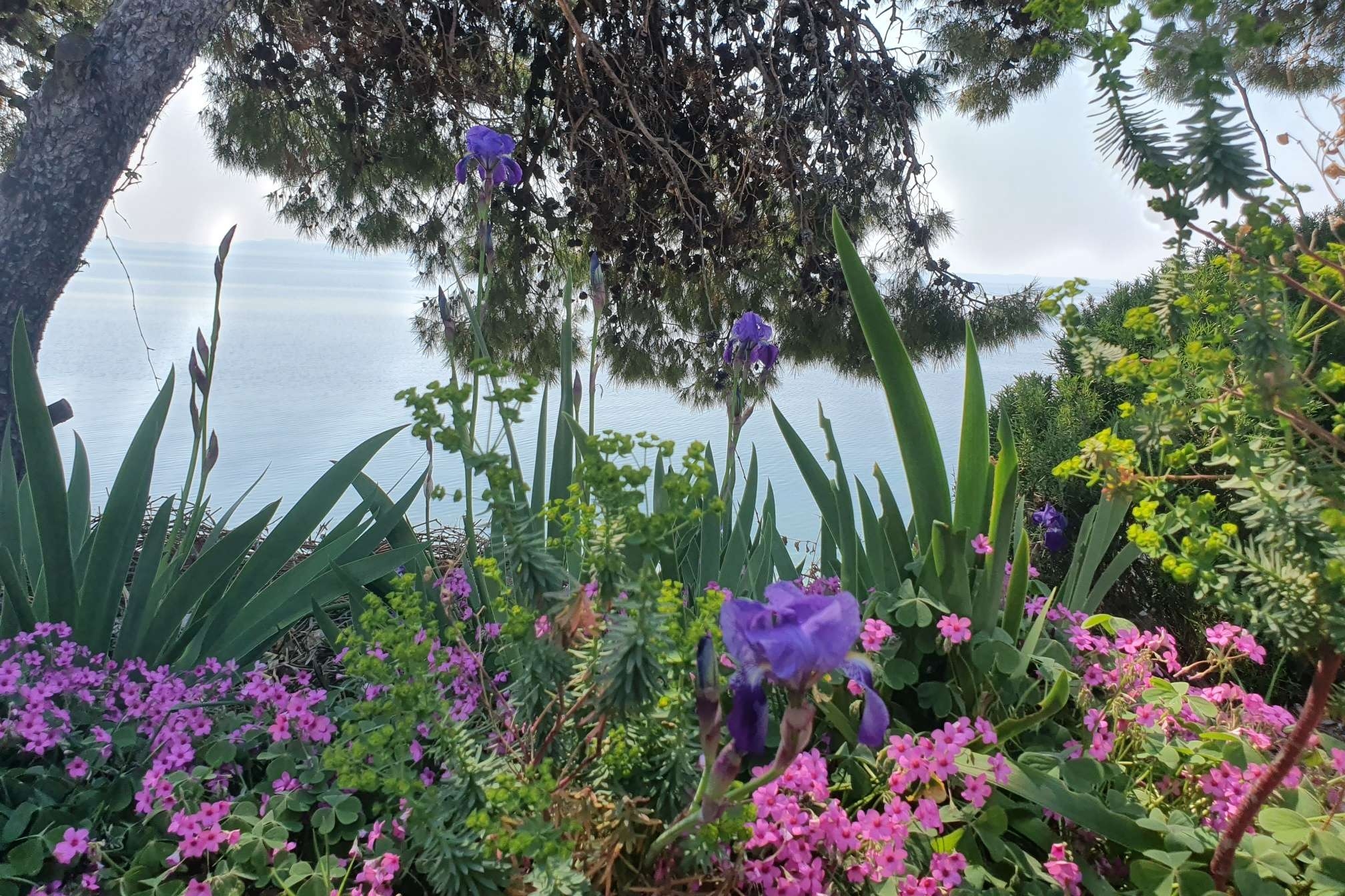 Studio flat near beach Murter (AS-22397-b) Studio flat near beach Murter (AS-22397-b)