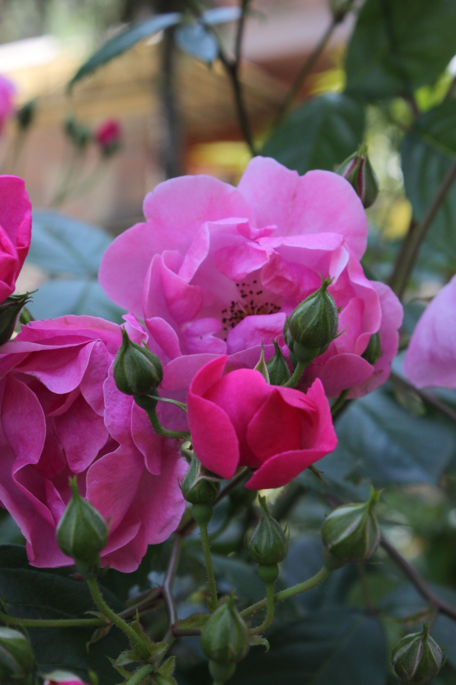 Dvosobni apartman s balkonom Lovran, Opatija  A-b