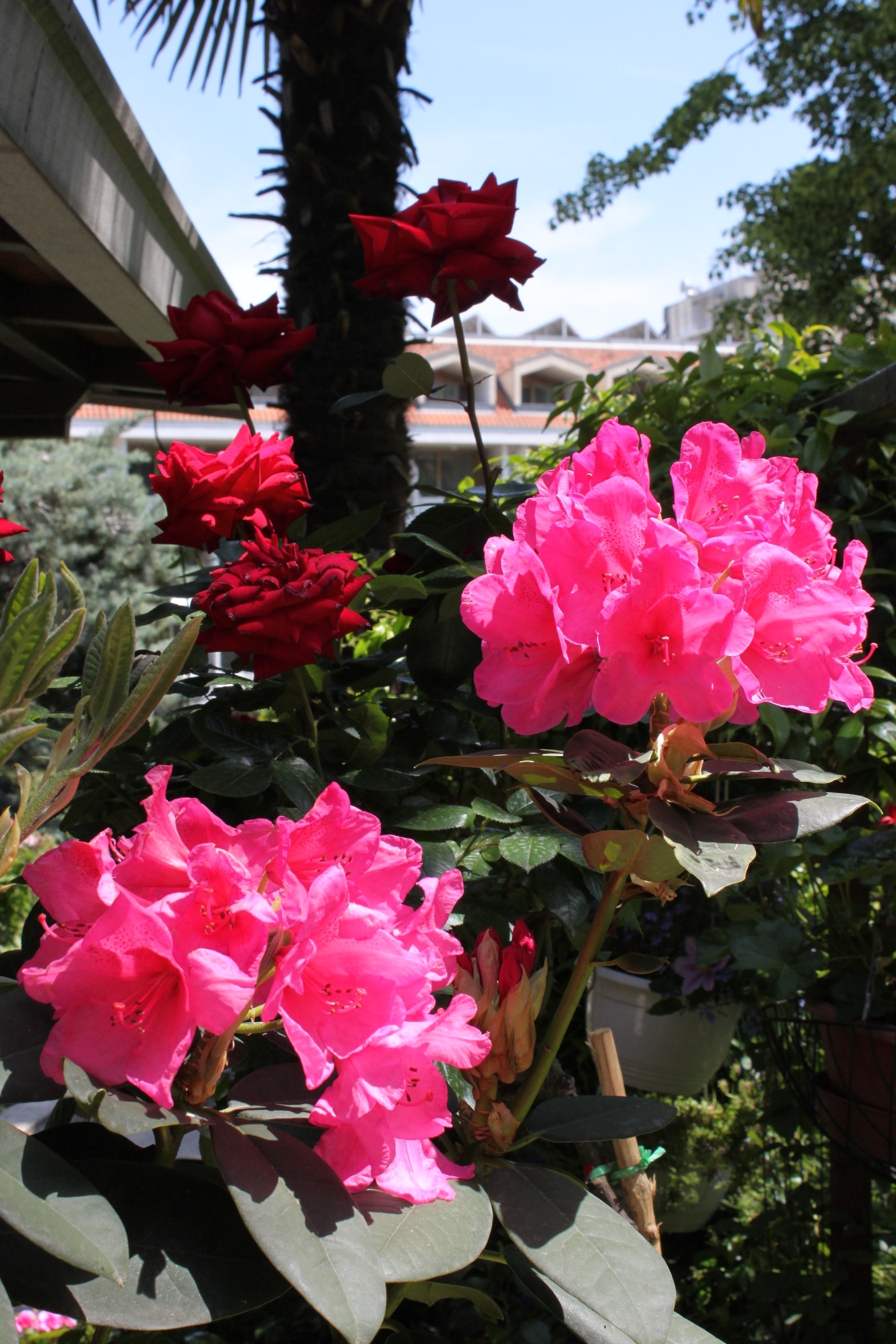 Dvosobni apartman s balkonom Lovran, Opatija  A-b