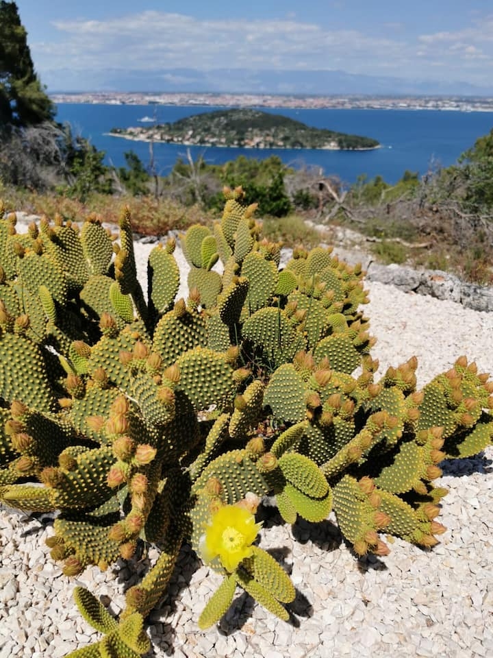 Jednosobna kuća s terasom i pogledom na more Kali, Ugljan  K
