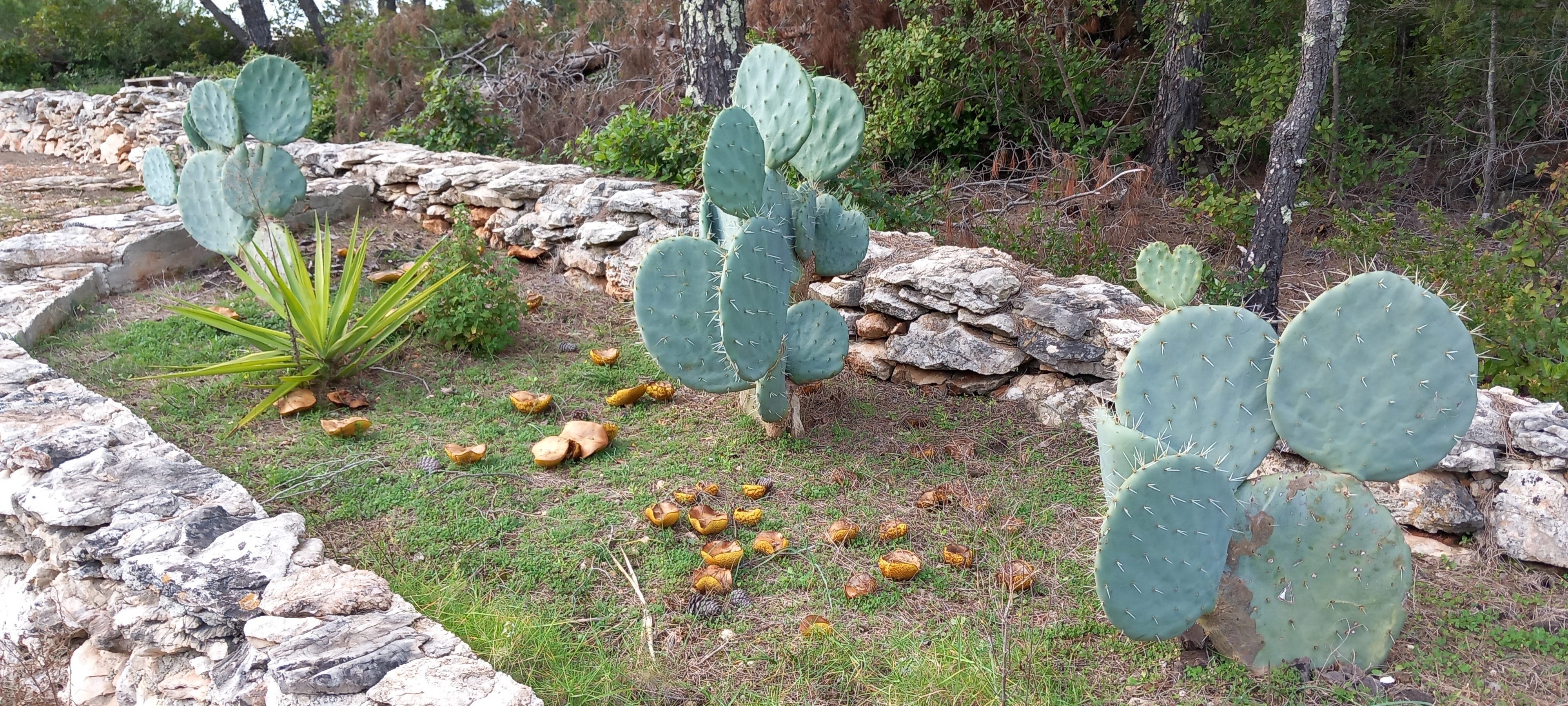 Jednosobna kuća s terasom i pogledom na more Kali, Ugljan  K