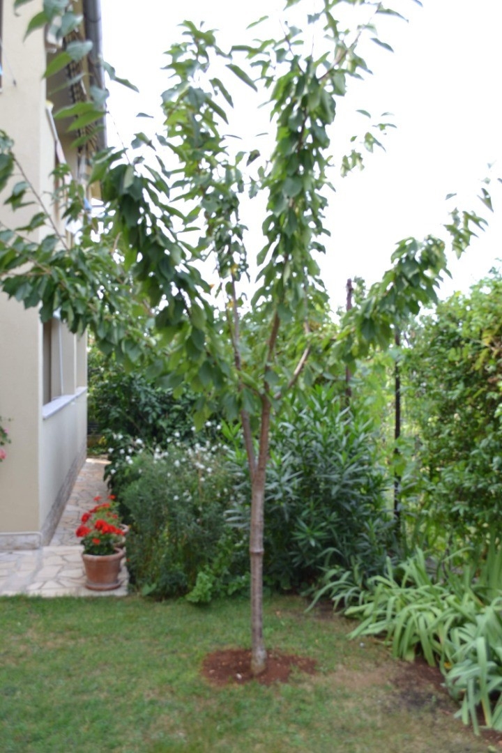 Jednosobni apartman s balkonom Poreč  A-a