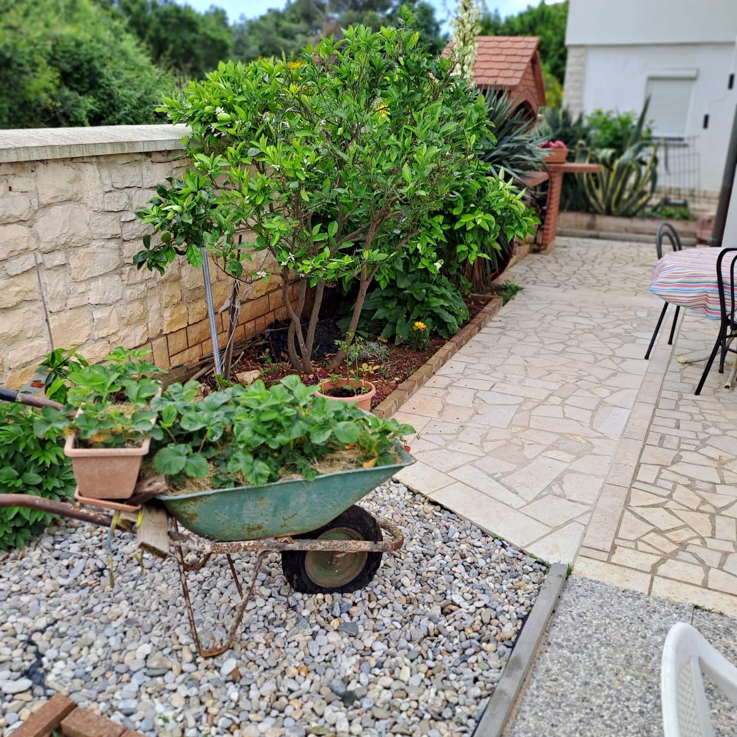 Top Medulin Top Medulin