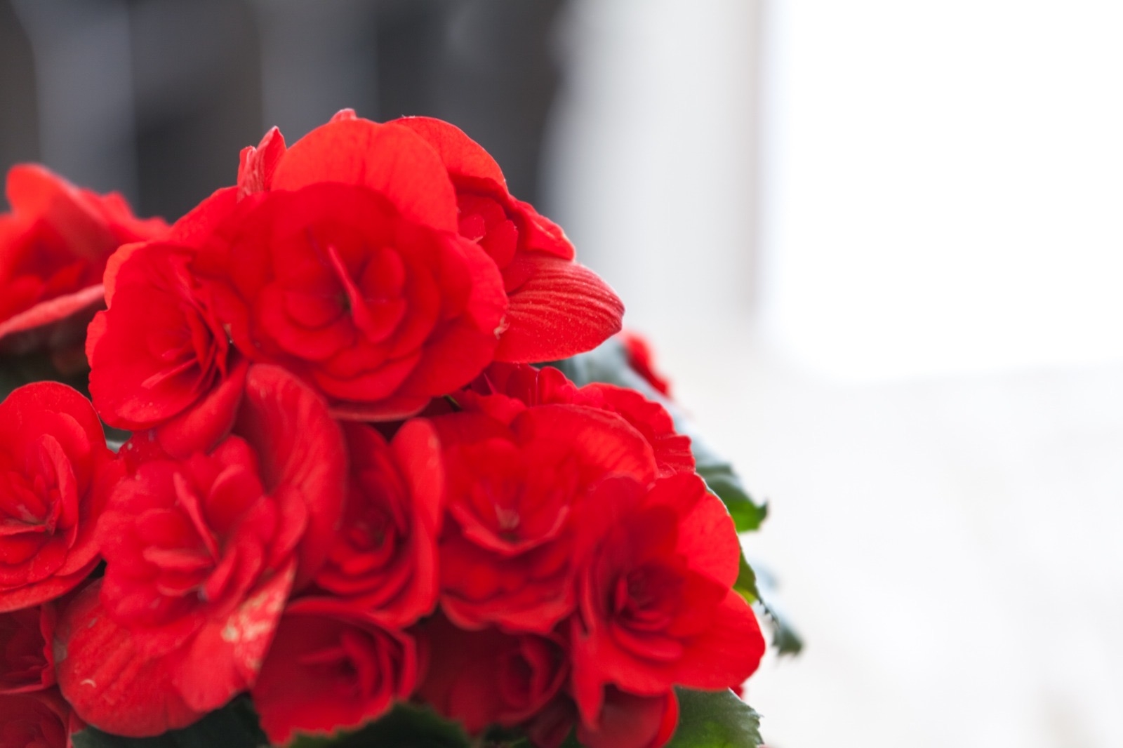 Top Biograd Pakoštane Top Biograd Pakoštane