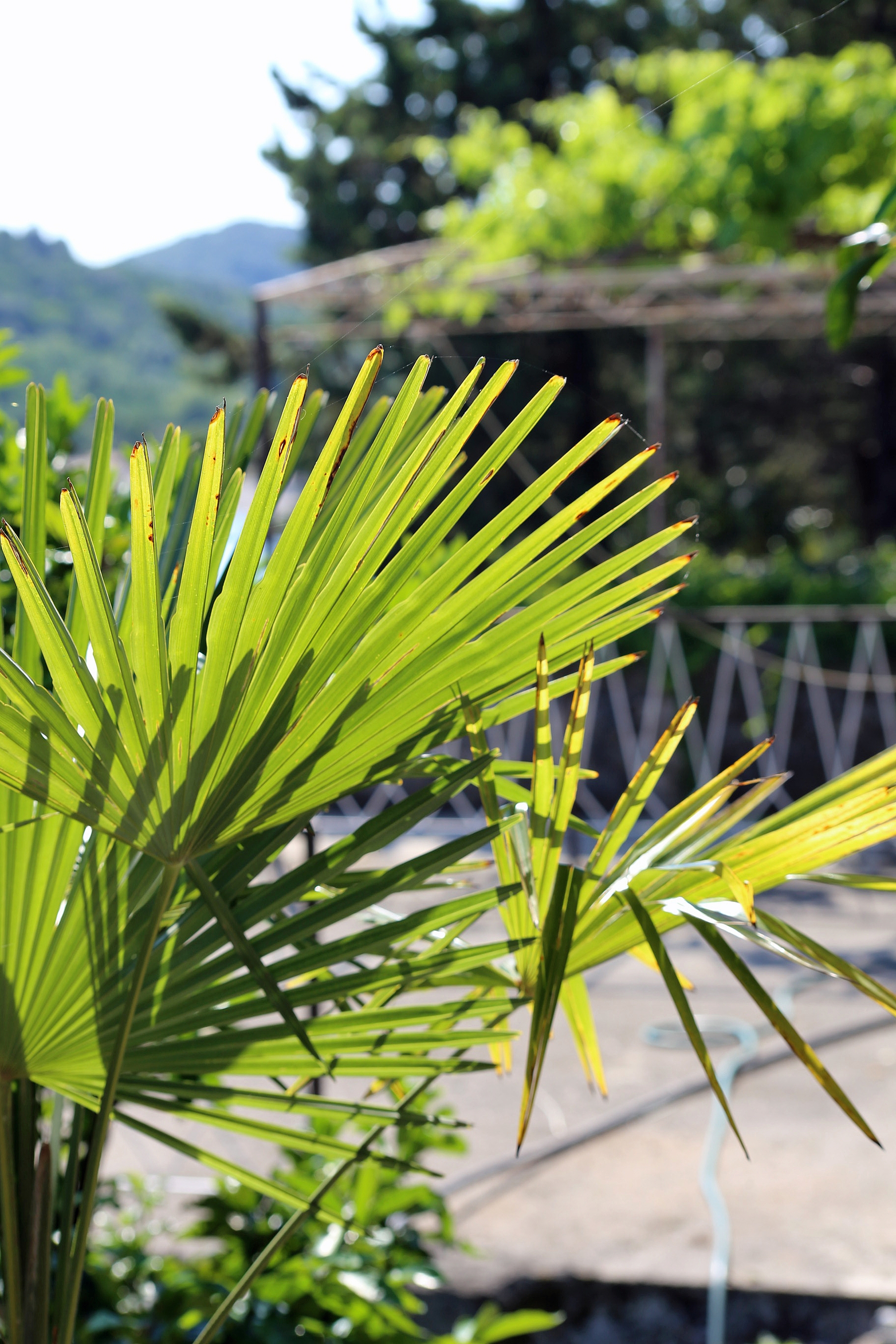 Jednosobni apartman uz plažu Trpanj, Pelješac  A-d