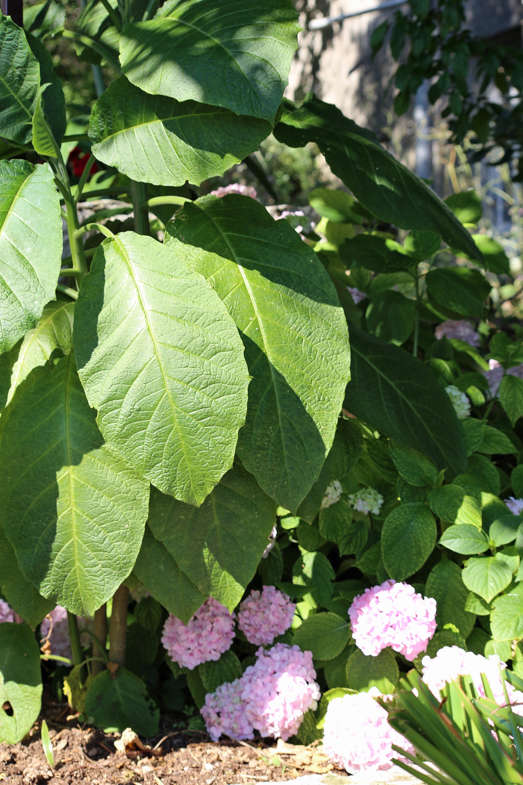 Jednosobni apartman uz plažu Trpanj, Pelješac  A-d