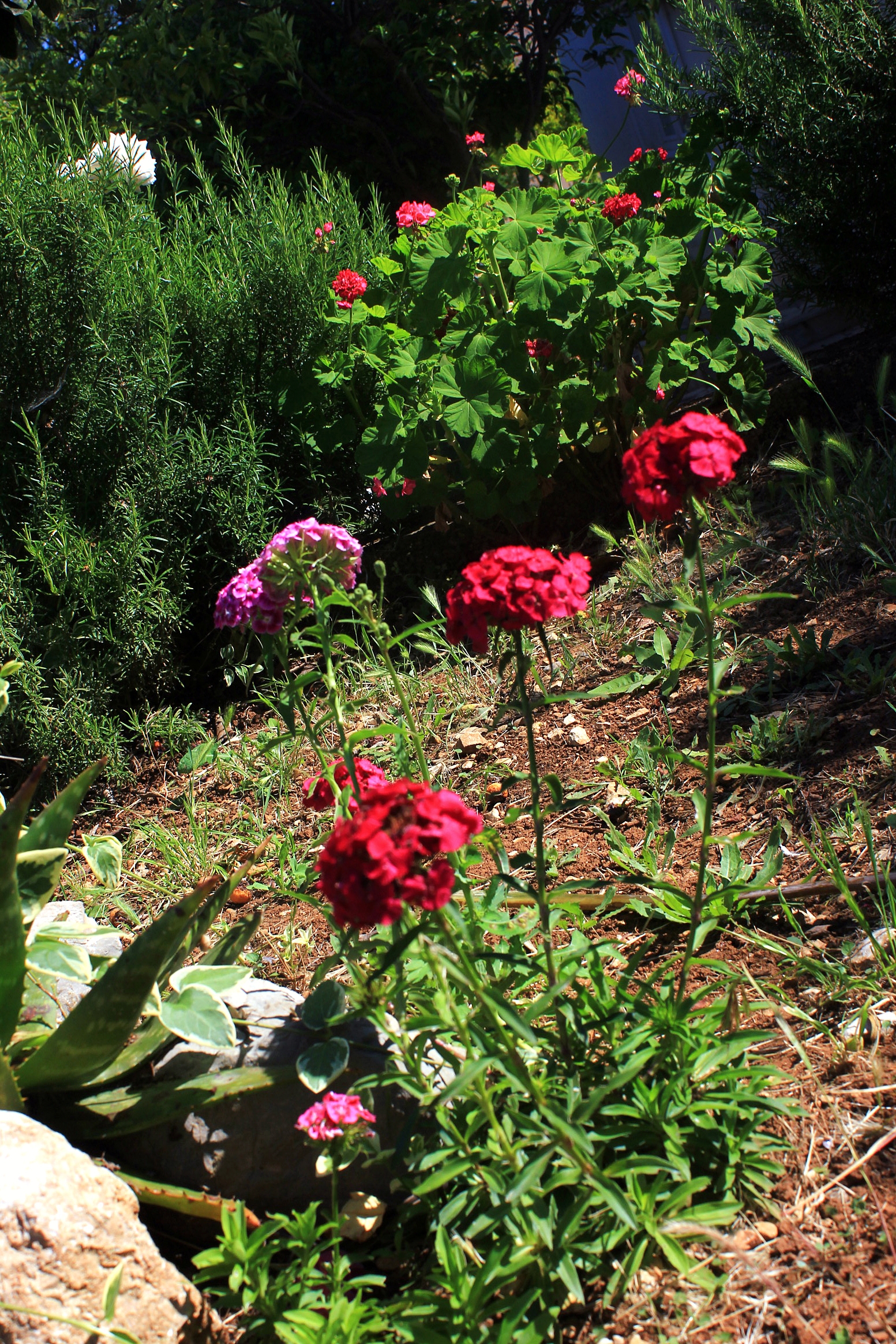 Two bedroom apartment with terrace Orebić, Pelješac  A-d