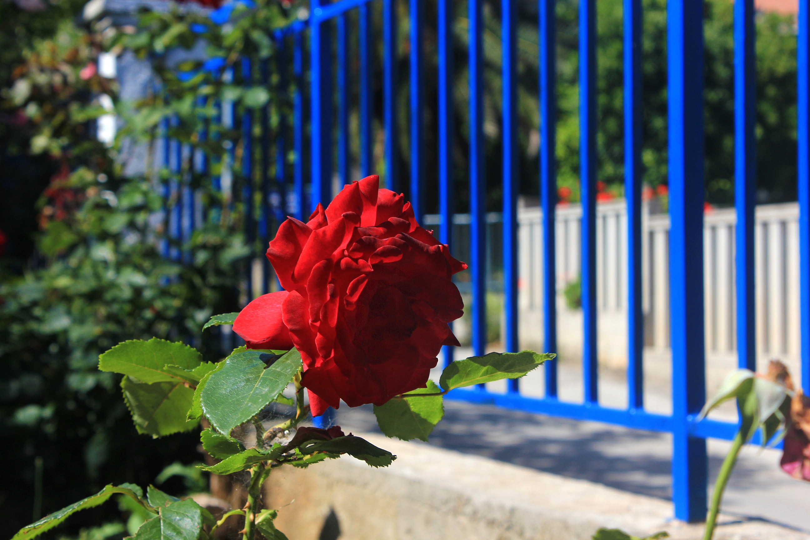 Two bedroom apartment with terrace Orebić, Pelješac  A-d