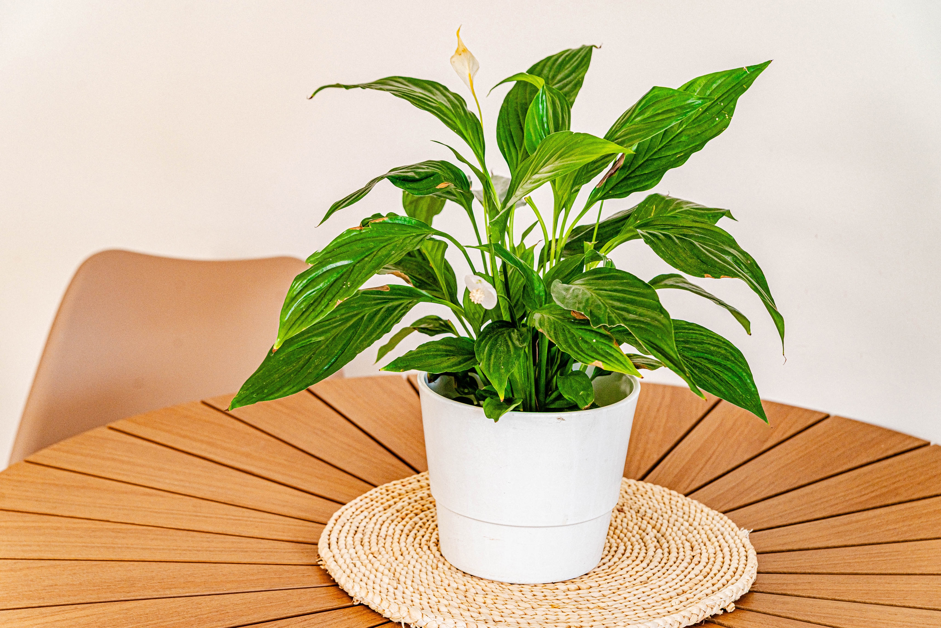 Jednosobni apartman s terasom i pogledom na more Orebić, Pelješac  A-c