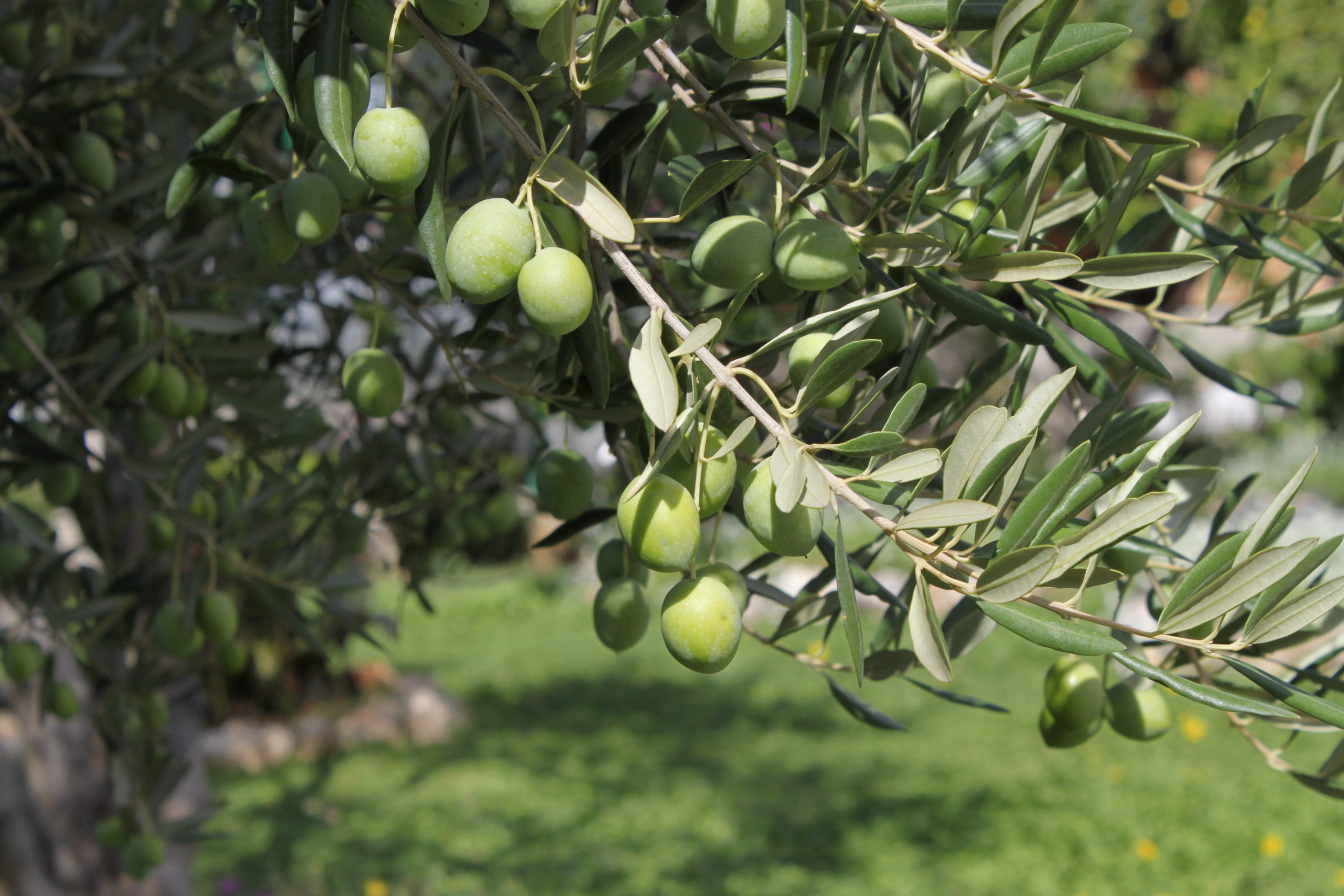 Two bedroom apartment near beach Neviđane, Pašman (A-325-a)