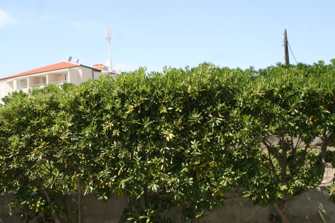 One bedroom apartment with terrace Pag  A-a