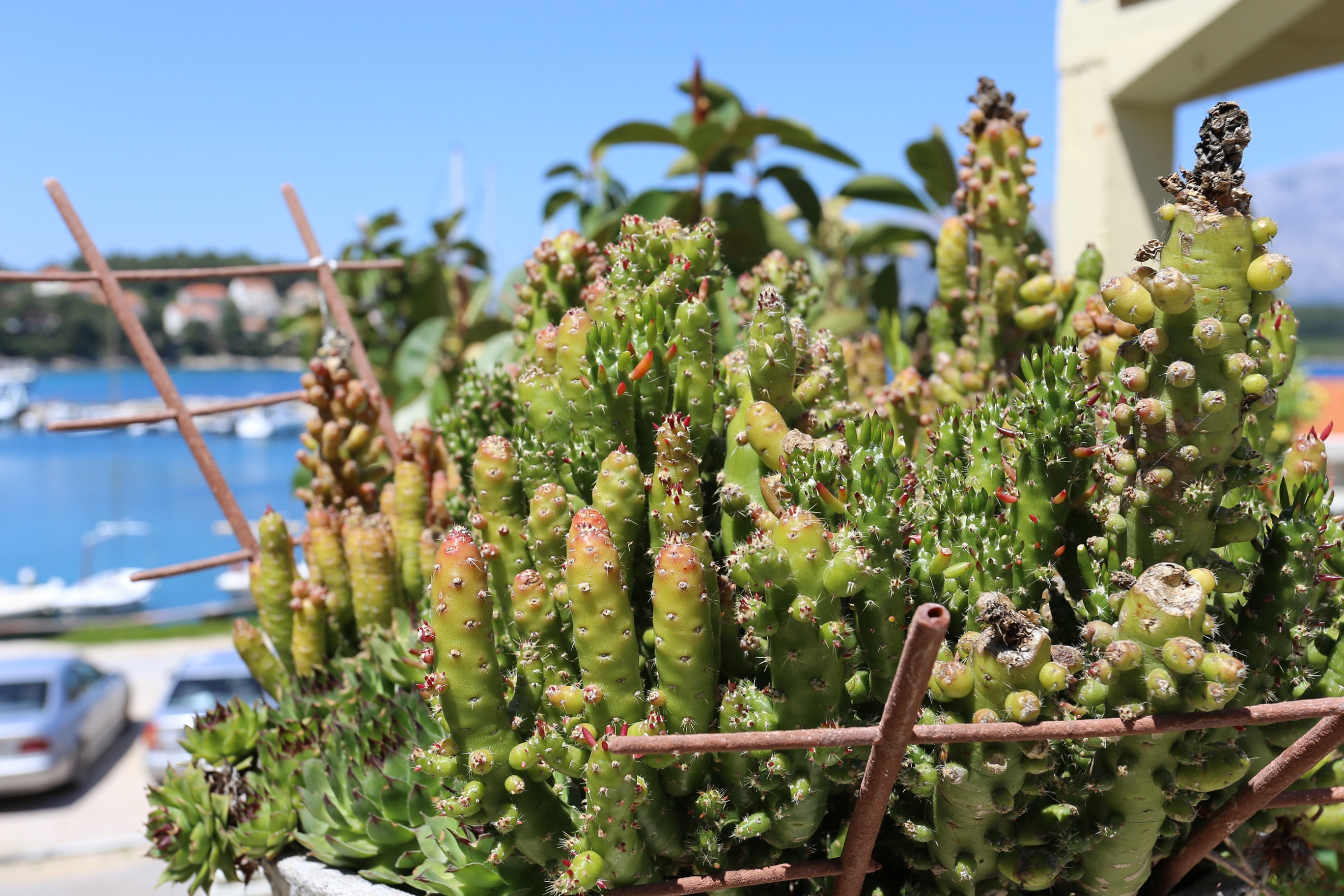 One bedroom apartment near beach Lumbarda, Korčula (A-4442-b)