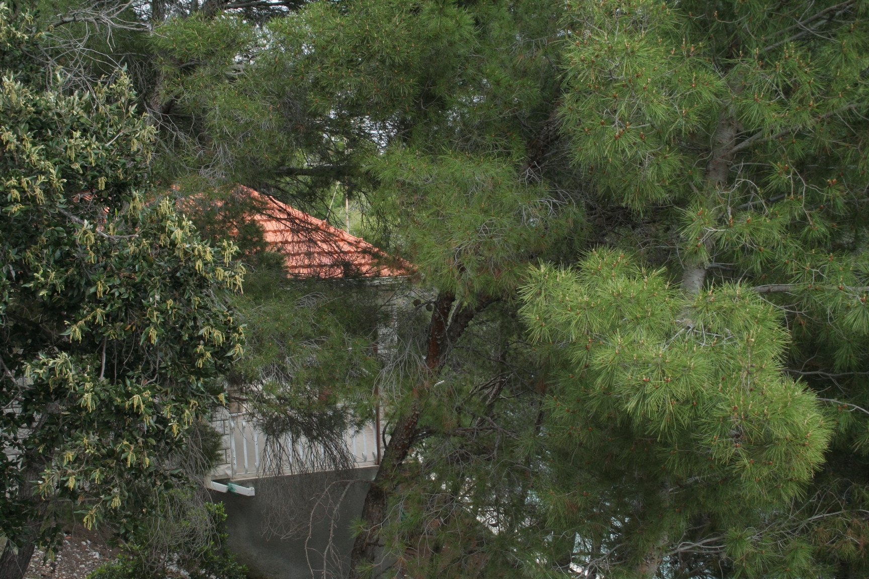 Top Korčula Prižba Top Korčula Prižba