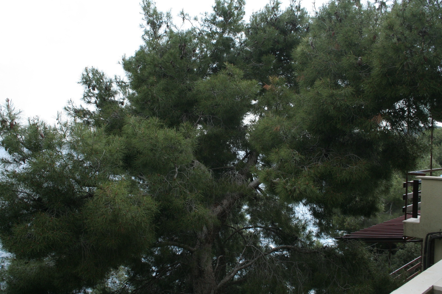 Top Korčula Prižba Top Korčula Prižba